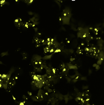 Image Analysis Project